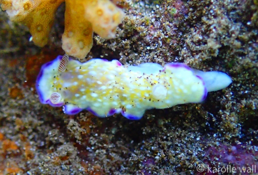 Juvenile White Bump Nudibranch