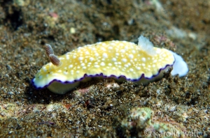 Goniobranchus albopustulosus