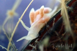 White-crusted Aeolid, Trinchesia albocrusta White-crusted Aeolid, Trinchesia albocrusta