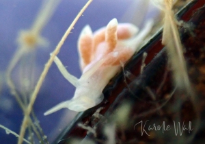 White-crusted Aeolid, Trinchesia albocrusta