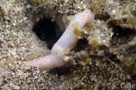 Gymnodoris alba Gymnodoris alba