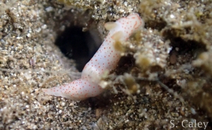 Gymnodoris alba