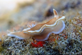 White Margin Nudibranch, Glossodoris rufomarginata White Margin Nudibranch, Glossodoris rufomarginata