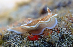 White Margin Nudibranch, Glossodoris rufomarginata