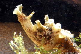 White-speckled Sea Hare, Aplysia argus White-speckled Sea Hare, Aplysia argus