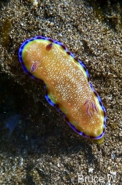 Goniobranchus Albopunctatus