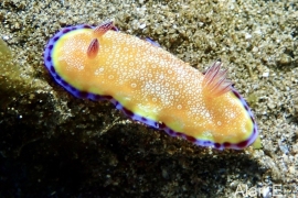 White Spotted - Goniobranchus Albopunctatus White Spotted - Goniobranchus Albopunctatus