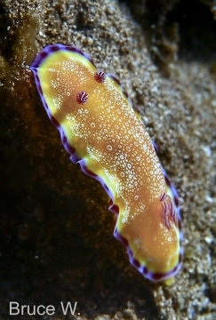 Goniobranchus Albopunctatus