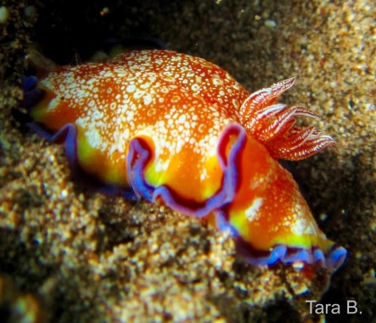 White Spotted Nudibranch