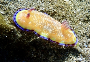 White Spotted - Goniobranchus Albopunctatus