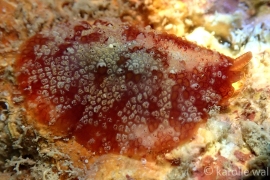 Pleurobranchus varians Pleurobranchus varians