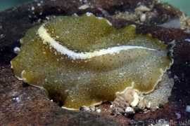 White-stripe Flatworm, Pseudobireros 11 White-stripe Flatworm, Pseudobireros 11