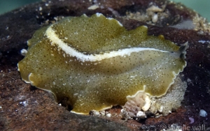 White-stripe Flatworm, Pseudobireros 11