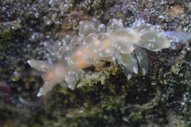 White-tipped Nudibranch White-tipped Nudibranch