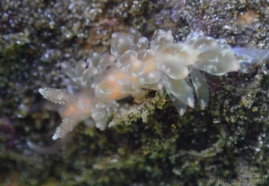 White-tipped Nudibranch