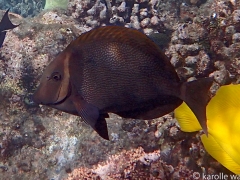 Whitebar with Yellow Tang