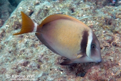 Whitebar Surgeonfish