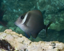 Juvenile Whitebar Surgeonfish