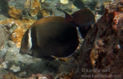 Darker/Aroused and Lavender Tang