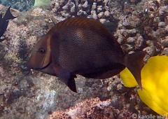 Whitebar with Yellow Tang