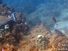 Adult Whitemargin and Bluespine Unicornfish