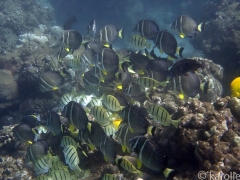 School, Lana'i Island