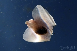 DSC8073-winged-bubble-shell-in-sky2-wm DSC8073-winged-bubble-shell-in-sky2-wm