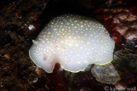 Yellow-edged Cadlina, Cadlina Luteomarginata Yellow-edged Cadlina, Cadlina Luteomarginata