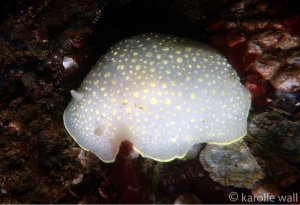 Yellow-edged Cadlina, Cadlina Luteomarginata