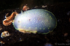 Yellow-edged Cadlina Yellow-edged Cadlina