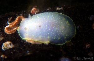 Yellow-edged Cadlina