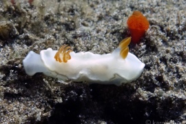 Yellow-Margin Nudibranch Yellow-Margin Nudibranch