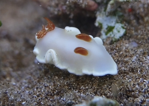Ardeadoris Angustolutea