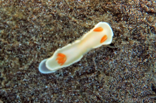 Ardeadoris Angustolutea