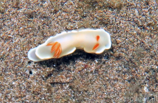 Yellow-margin Nudibranch (Angus)