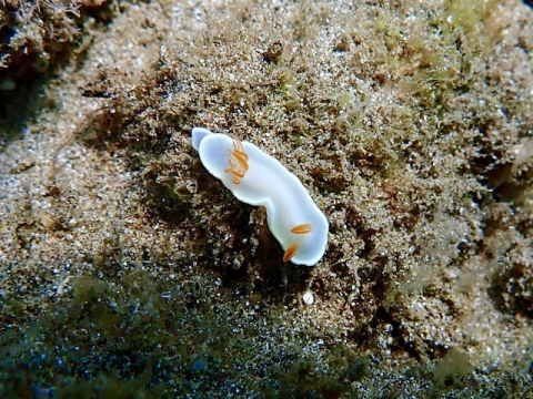 Ardeadoris Angustolutea