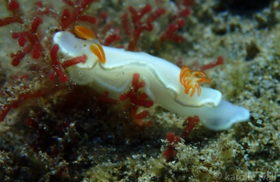 Ardeadoris Angustolutea