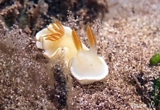 Yellow -margin Nudibranch