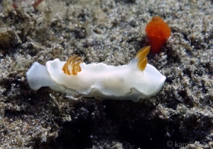 Yellow-Margin Nudibranch