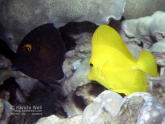 Goldring Tang & Yellow Tang