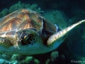 Keiki (young) Green Sea Turtle with Keiki Remoras