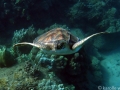 Keiki (young) Green Sea Turtle with Keiki Remoras