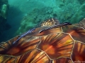 Keiki (young) Green Sea Turtle with Keiki Remoras
