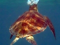Keiki (young) Green Sea Turtle with Keiki Remoras