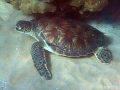 Keiki (young) Green Sea Turtle with Keiki Remoras