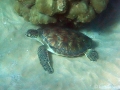 Keiki (young) Green Sea Turtle with Keiki Remoras