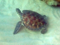 Keiki (young) Green Sea Turtle with Keiki Remoras