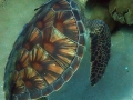 Keiki (young) Green Sea Turtle with Keiki Remoras