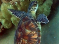 Keiki (young) Green Sea Turtle with Keiki Remoras