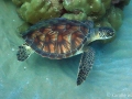 Keiki (young) Green Sea Turtle with Keiki Remoras